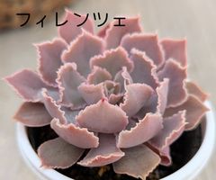 ペガサス◎多肉植物 カット苗 輸入苗 エケベリア等 コスモス◎多肉植物 カット苗 輸入苗 エケベリア等 - メルカリ