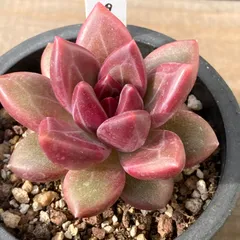 【新入荷｜送料込】エケベリア　韓国苗　チボリ（Echeveria Tivoli）　多肉植物｜ポコ多肉　p_3611