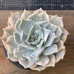 【新入荷｜送料込】エケベリア　韓国苗　リラシナ錦（Echeveria lilacina）　多肉植物｜ポコ多肉　p_3614