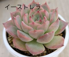 ペガサス◎多肉植物 カット苗 輸入苗 エケベリア等 ペガサス◎多肉植物 カット苗 輸入苗 エケベリア等 【公式通販】