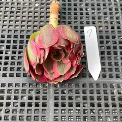 【新入荷｜送料込】アエオニウム　韓国苗　フラワーダンス（Aeonium Flower Dance）　多肉植物｜ポコ多肉　p_3621