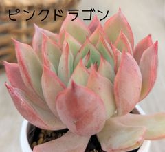 きみ様専用 - メルカリ