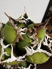 包心龍 lize血統 子株つき - メルカリ