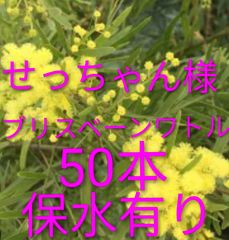 2026年ミモザアカシア 銀葉アカシア30本保水有り 追加1本100円 30