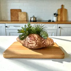 植木鉢 花器 セメント製 茶色 パン 底穴あり 外寸17cm 高さ6.5cm 塊根植物 多肉植物 観葉植物