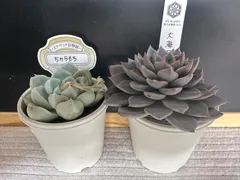 O's plantsさん苗　大海天女&ちからもち　札なし　抜き苗　第四種郵便