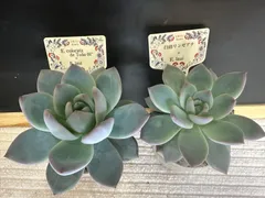 2026年最新】コロラータ 多肉の人気アイテム - メルカリ