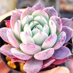 2026年最新】コロラータタパルパの人気アイテム - メルカリ