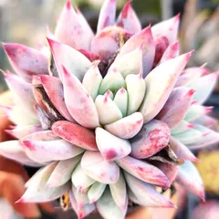 2026年最新】コロラータタパルパの人気アイテム - メルカリ