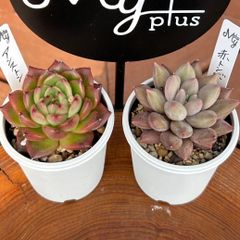 桃くま 先山 優木園さん苗 多肉植物 - メルカリ
