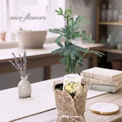 ギンヨウアカシア♡ミモザアカシア♡シンボルツリー♡