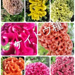 ケイトウ種　ミックス　１袋　大量のサムネイル