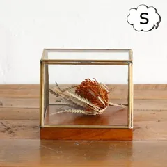 アルテン ブラスショーケースS クレエ Creer アルテン alten オブジェ 置物 オブジェなどを展示 ガラス製ドームケース /  GLASS DOME 展示用ガラスドーム 店舗什器 ディスプレイ アンティーク ショーケース コレクションボックス