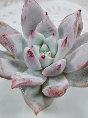 コロラータアイス