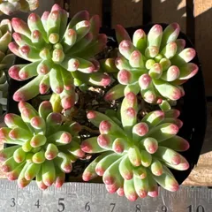 乙女心❣️多肉植物　抜き苗