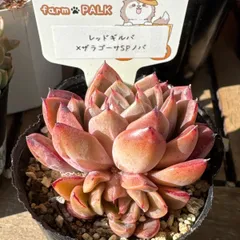 2026年最新】ザラゴーサspノバの人気アイテム - メルカリ