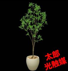 光触媒 人工観葉植物 ウォールグリーン フェイクグリーン アセビS8330