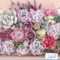 268 多肉植物寄せ植えセット