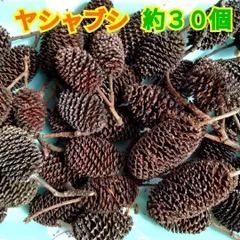 無農薬☆ヤシャブシの実☆３０個以上まとめ売り☆ハンドメイド・アレンジメント等に◎