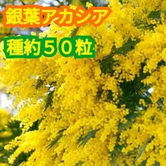 銀葉アカシア☆アカシアミモザ☆種いっぱい（おおよそ５０粒ぐらい）☆ハナアカシア