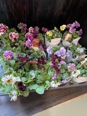 ⭐︎Special価格⭐︎最終値下げ！花苗うえたビオラパンジー6つセット