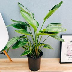 現品］【希少】S フィカス グランディス 曲がり 8号 観葉植物 室内