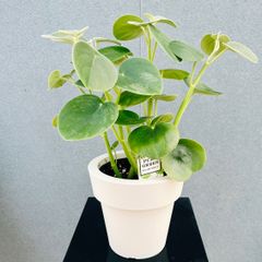 現品］【希少】S フィカス グランディス 曲がり 8号 観葉植物 室内