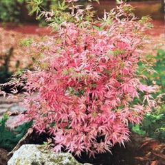 モミジ テイラー 接木苗 3.5号ポット苗