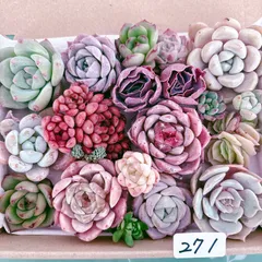 271 多肉植物寄せ植えセット