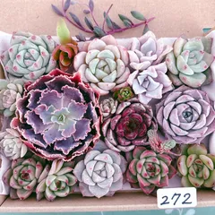 272 多肉植物寄せ植えセット