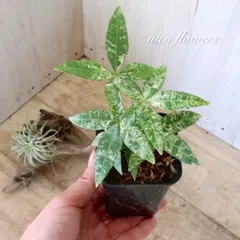 2026年最新】パキラ 斑入り 実生の人気アイテム - メルカリ