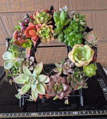 多肉植物 ♡そのまま飾れる寄せ植え♡ 21cm アイアンリース♬.*゜