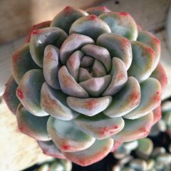 多肉植物❤レア❤ハッピー❤抜き苗 ハッピーバースデー【抜き苗】 - メルカリ