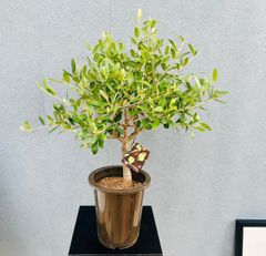 現品］K アガベ アテナータ 8号 観葉植物 大型 綺麗 屋外 多肉植物