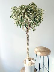 【登録品種】希少 フィカス ベンジャミン スターライト ビュティークイーン Lサイズ 観葉植物 calm cafe 57