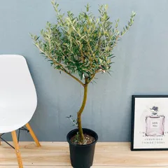 2026年最新】オリーブの木 セントキャサリンの人気アイテム - メルカリ