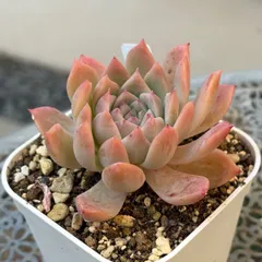 2026年最新】ダーリーサンシャインの人気アイテム - メルカリ