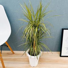 現品］【希少】☆おしゃれ☆ 13番 フィカス グランディス 曲がり 8号