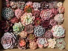 現品限り　超人気　大苗のランダムセット　35苗くらいの多肉カット苗　カラフル＆鮮やか！【佐川急便で発送予定】韓国苗　エケベリア　42