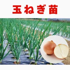 2026年最新】たまねぎ苗の人気アイテム - メルカリ