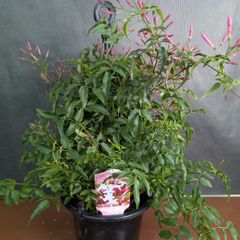 【再入荷】ハゴロモジャスミン　吊り鉢　5号鉢