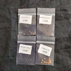 Veronica4種セット　山野草　種　イヌノフグリ/オオイヌノフグリ/タチイヌノフグリ/フラサバソウ