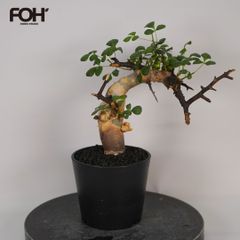 F52 アデニア ペチュエリー Adenia pechuelii ナミビア産 発根済み