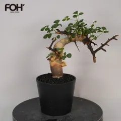 2026年最新】コミフォラの人気アイテム - メルカリ