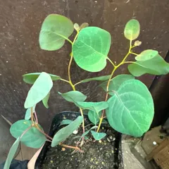 2026年最新】ユーカリ ポポラスの人気アイテム - メルカリ