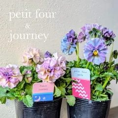 2026年最新】プティフール ビオラの人気アイテム - メルカリ