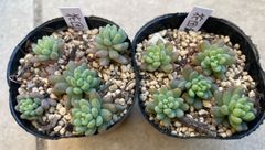 ラブリーローズ錦 多肉植物 抜き苗 - メルカリ