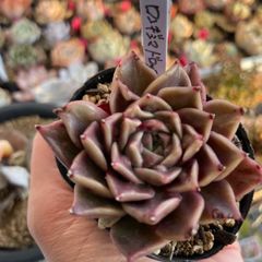 花団錦 多肉植物 レッドベリーhyb 抜き苗 セット - メルカリ