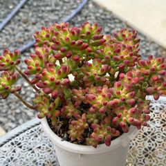 多肉植物 ☘️ ラズベリーアイス お子様付き 抜き苗 - メルカリ