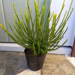 フィリカ プベッセンス ハイドラ オージープランツ 観葉植物 - メルカリ